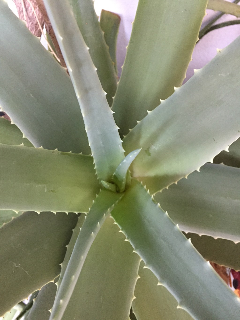 Aloe Vera_Superpflanze_Nr.5